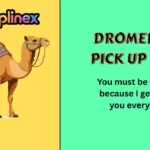 Dromedary Pick Up Lines